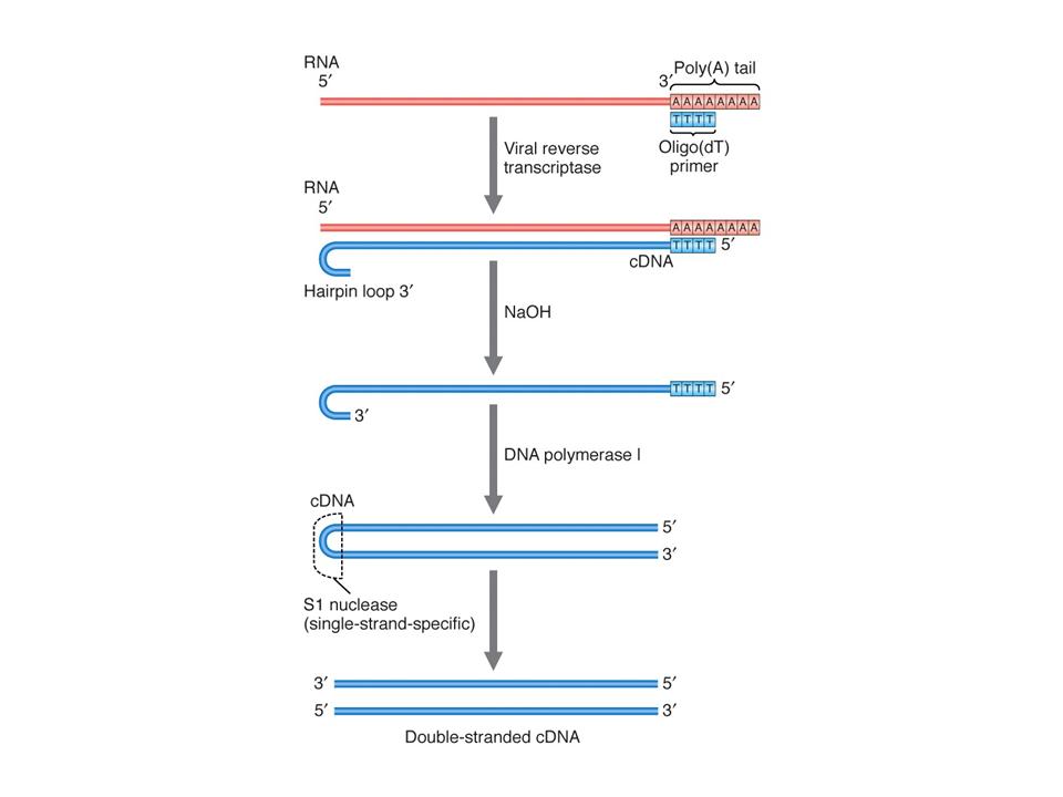 Cdna Mrna