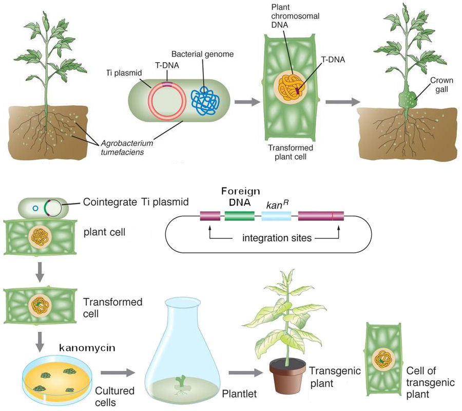 Transgenic Plants
