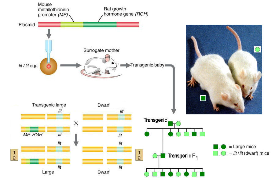 Of Transgenic Mice of-transgenic-mice