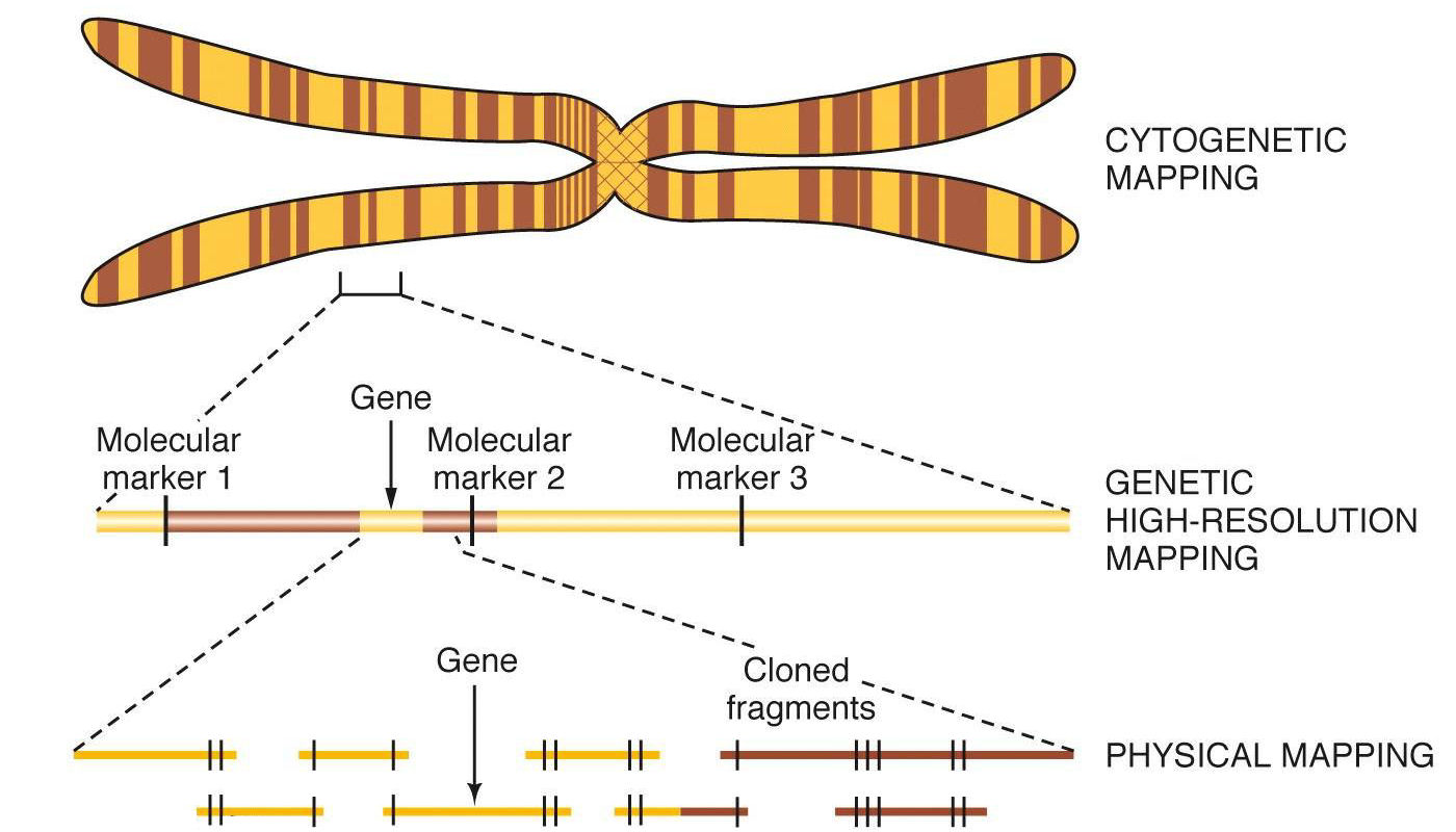 genetic linkage diagram