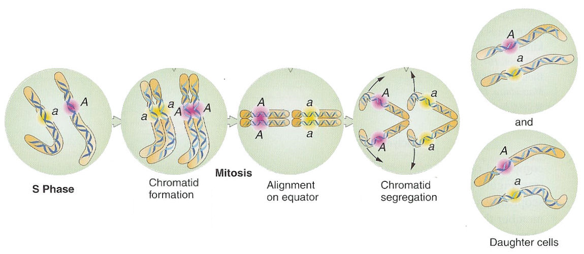 Mitosis