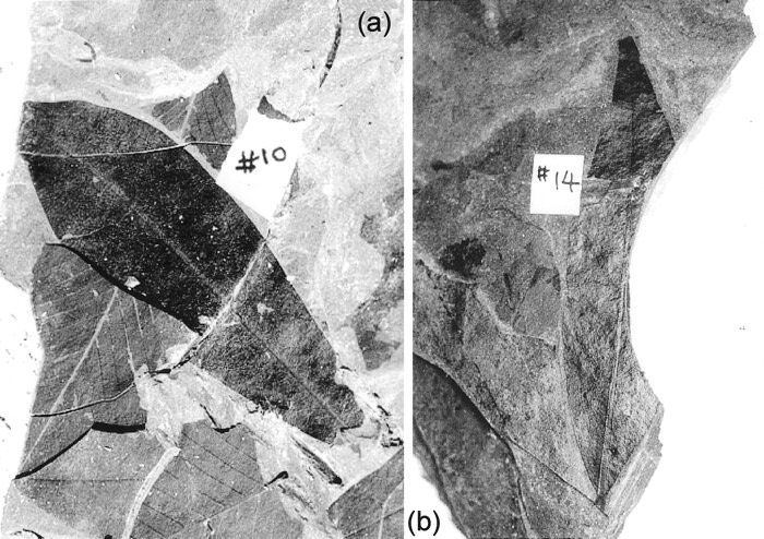 Magnolia
        fossils