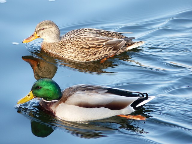 Mallards