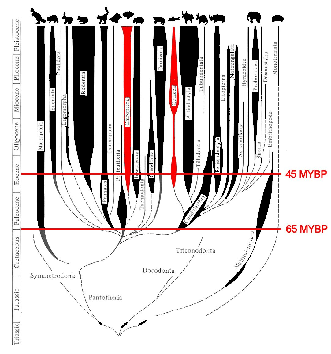 Mammalian adaptive radiation