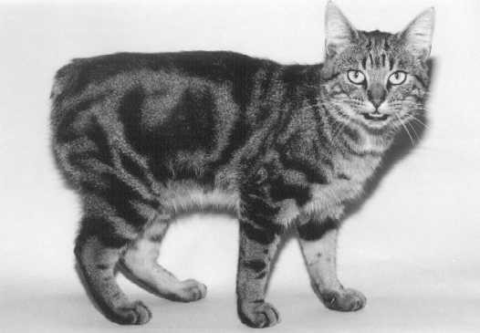 Manx cat