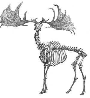 Megaloceros giganteus