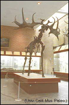 Megaloceros