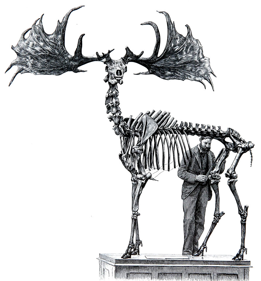 Megaloceros