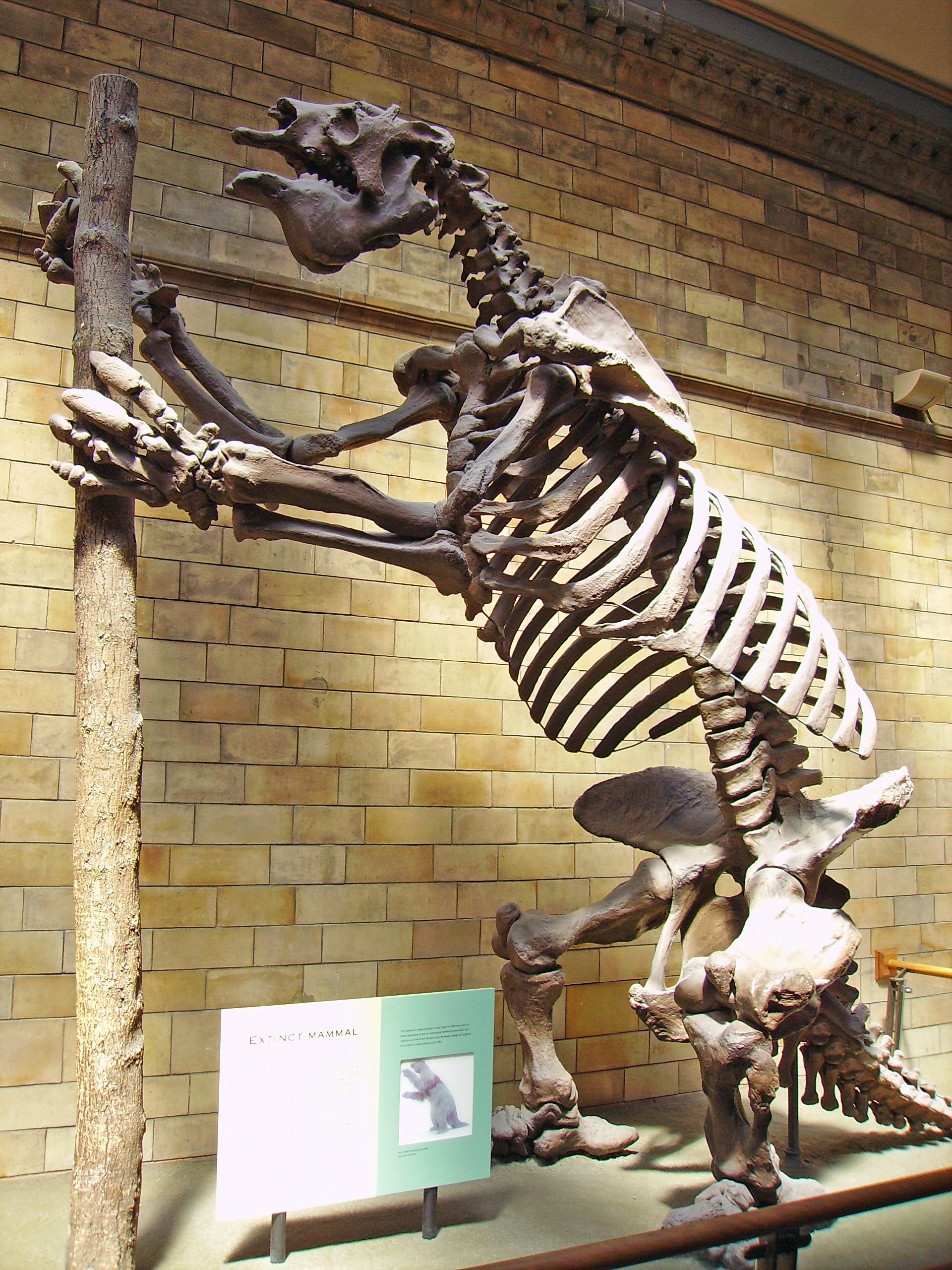 Megatherium
        american