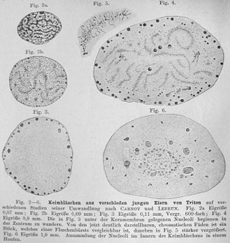 Meiosis