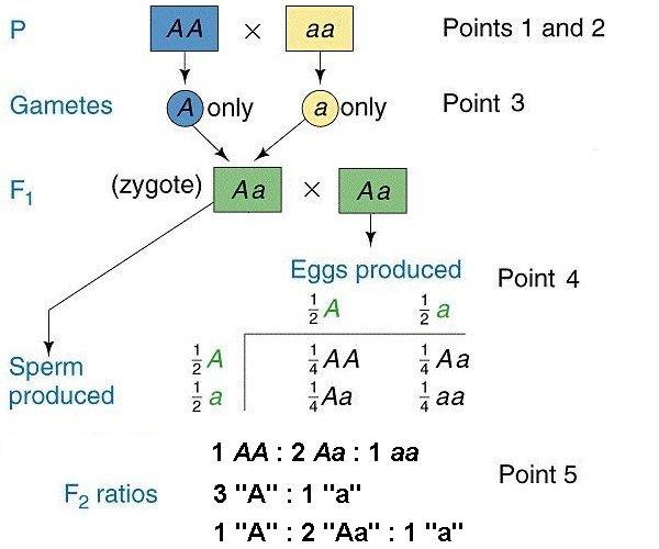 Primer of Mendelian
        Genetics