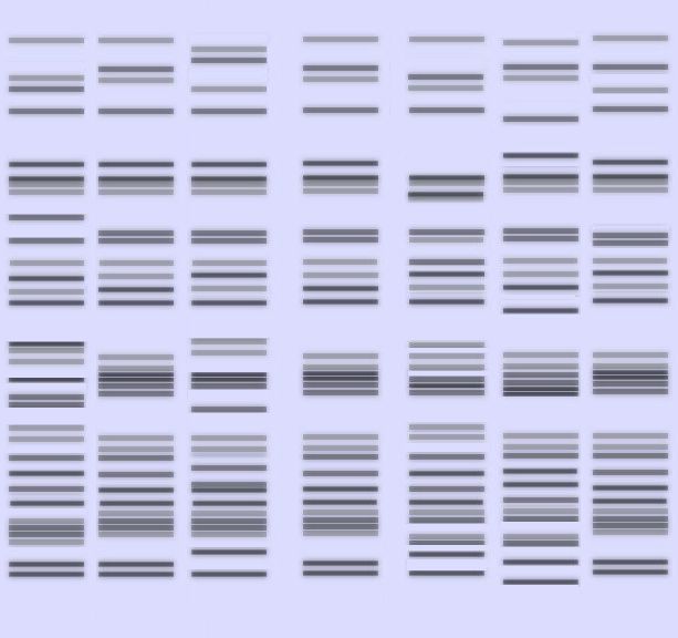 Microsatellite
autoradiogram