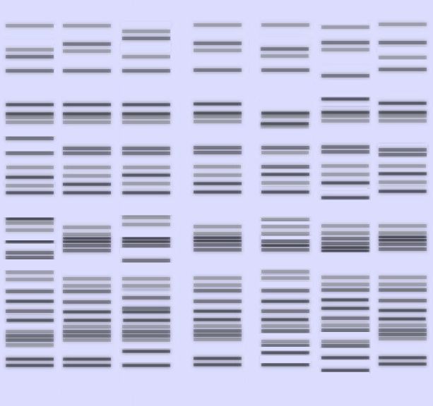 Microsatellite
            autoradiogram