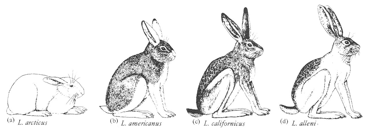 Lepus variation