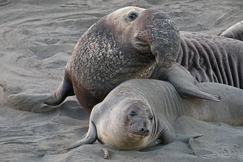 Mirounga angustirostris male & female