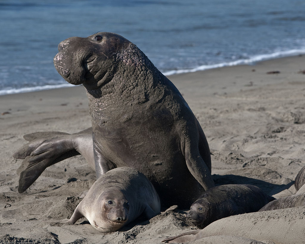 Mirounga Alpha Male, female, & pup