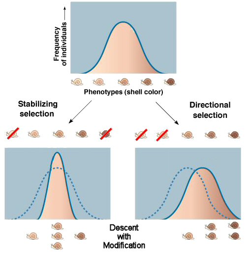Descent With Modification / The descent with modification - A darwinian view of life.