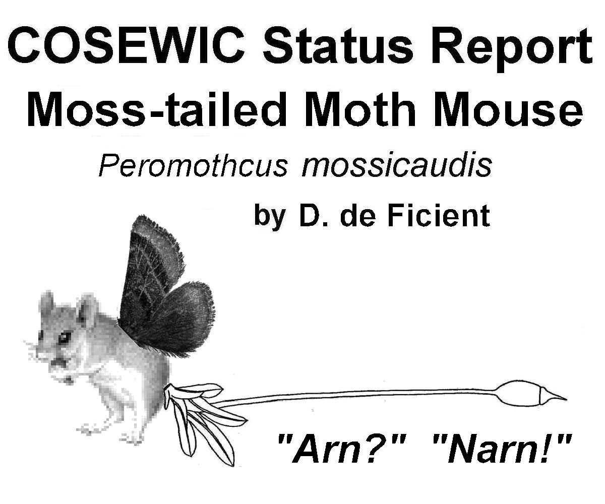Pygmy Pocket Mouse
