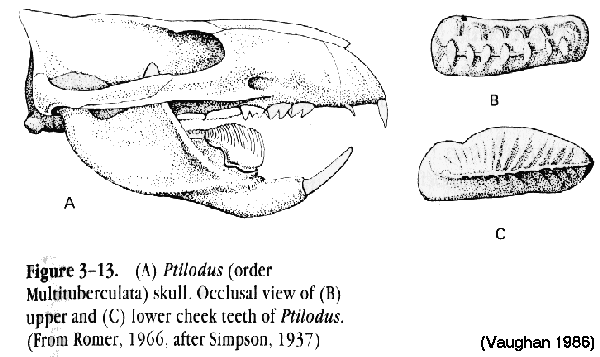 http://www.mun.ca/biology/scarr/Multituberculata_skull.gif