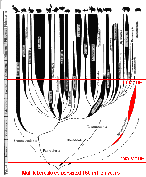 Multituberculata persistence