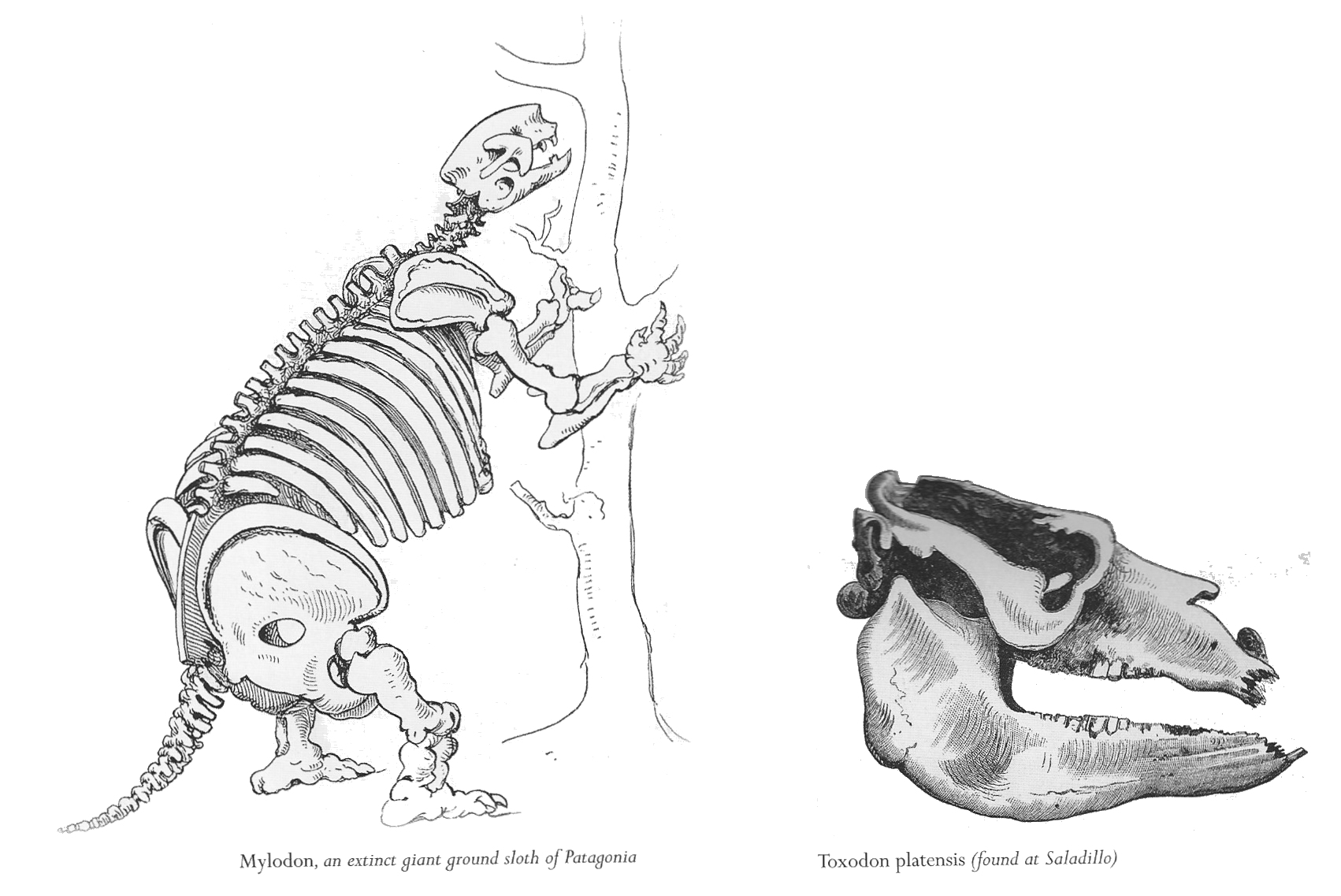 Myolodon & Toxodon