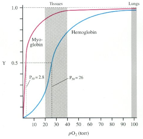 Myoglobin vs Hemoglobin