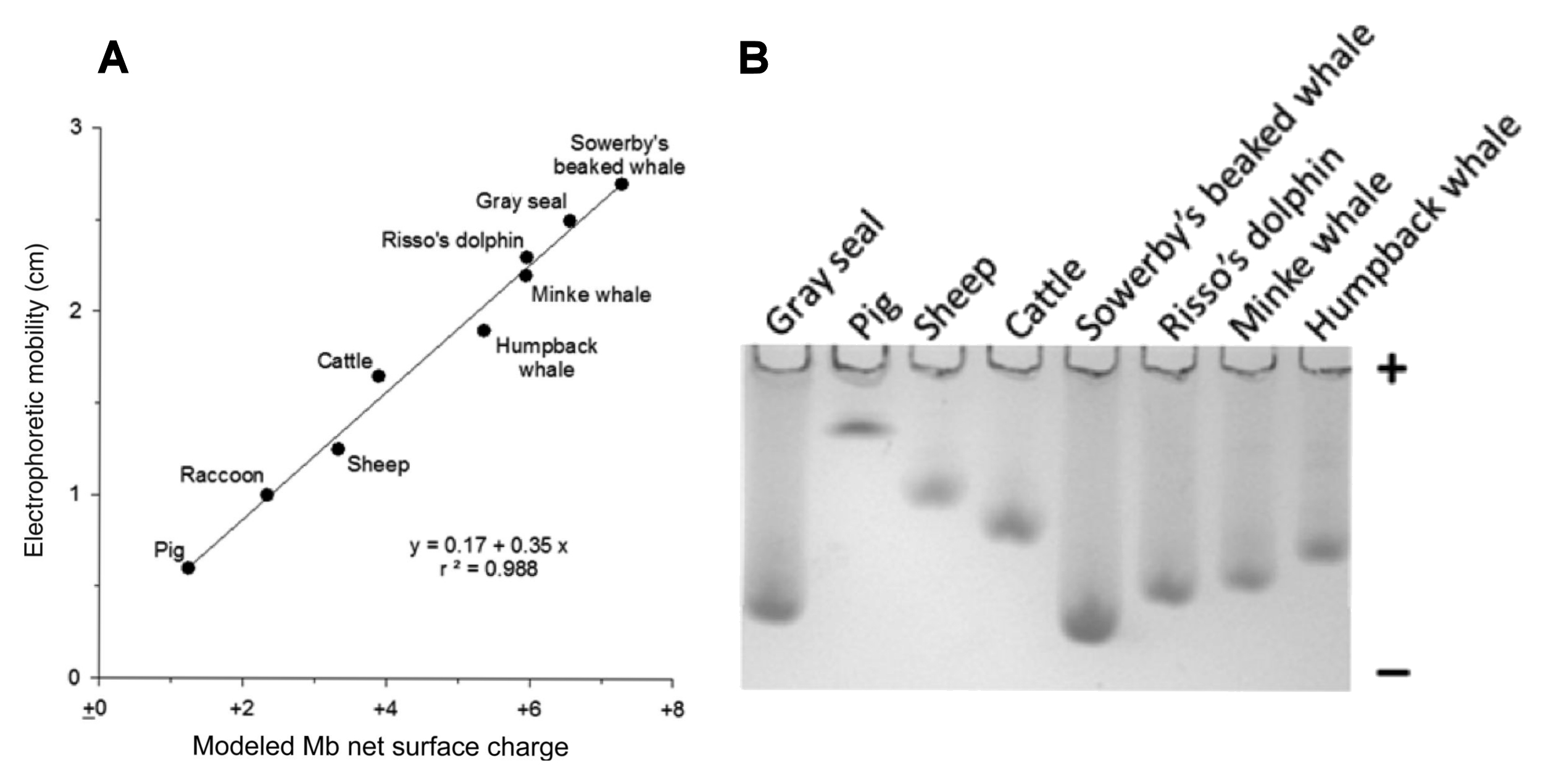 Myoglorbin
        electrophoresis