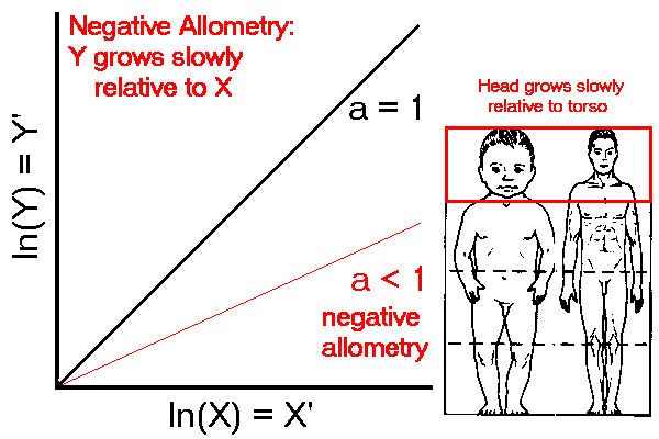 Ngative Allometry