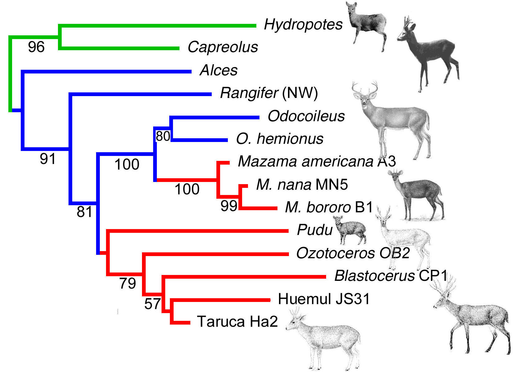 Carr et al 2006