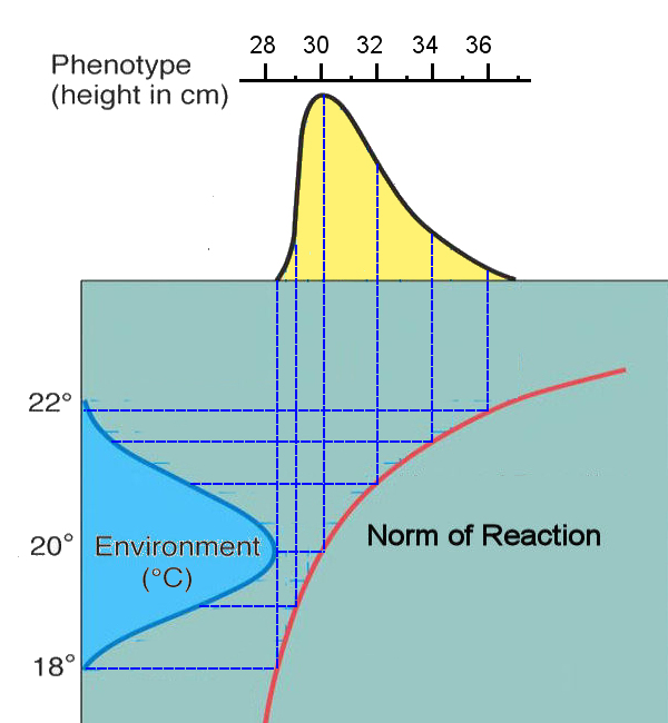 Norm of Reaction