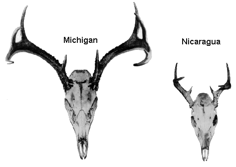 Nearactic vs Neotropical Odocoileus