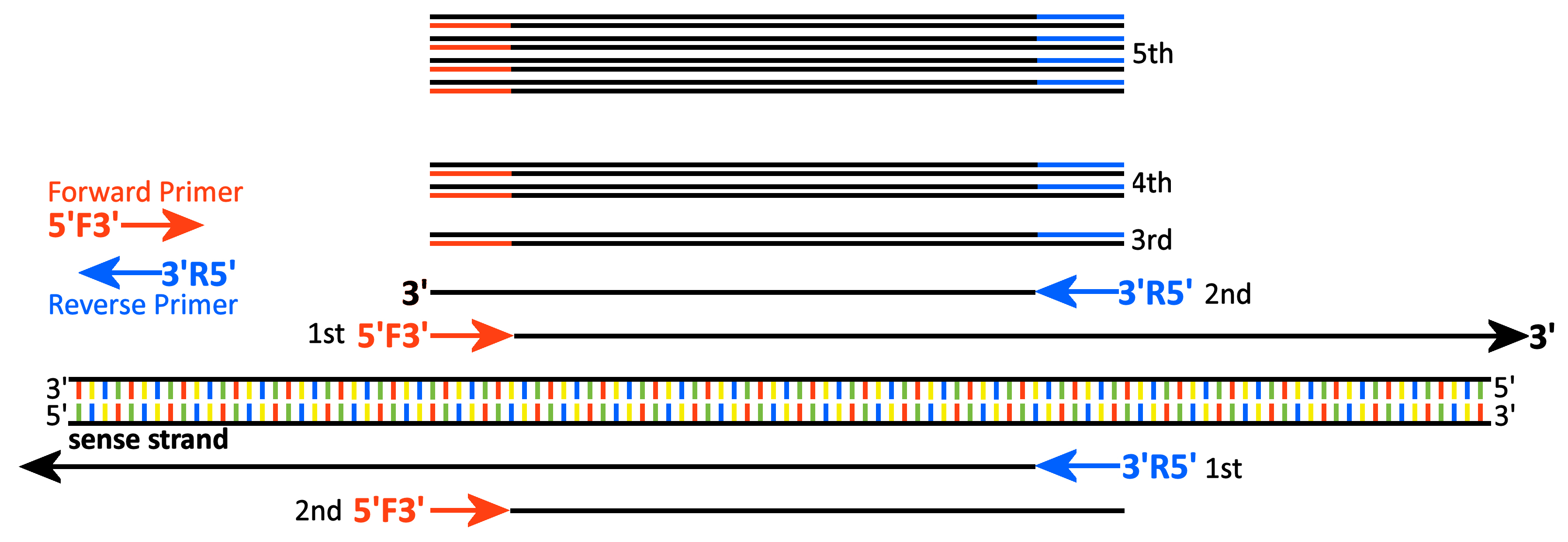 PCR in
detail