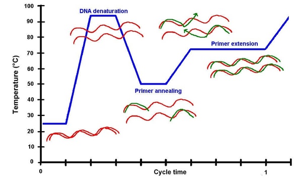 PCR cycle
        simplified