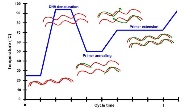 PCR cycle
        simplified