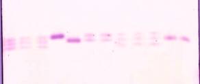 PGI_triploid.jpg
