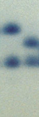 PGM_monomer.jpg