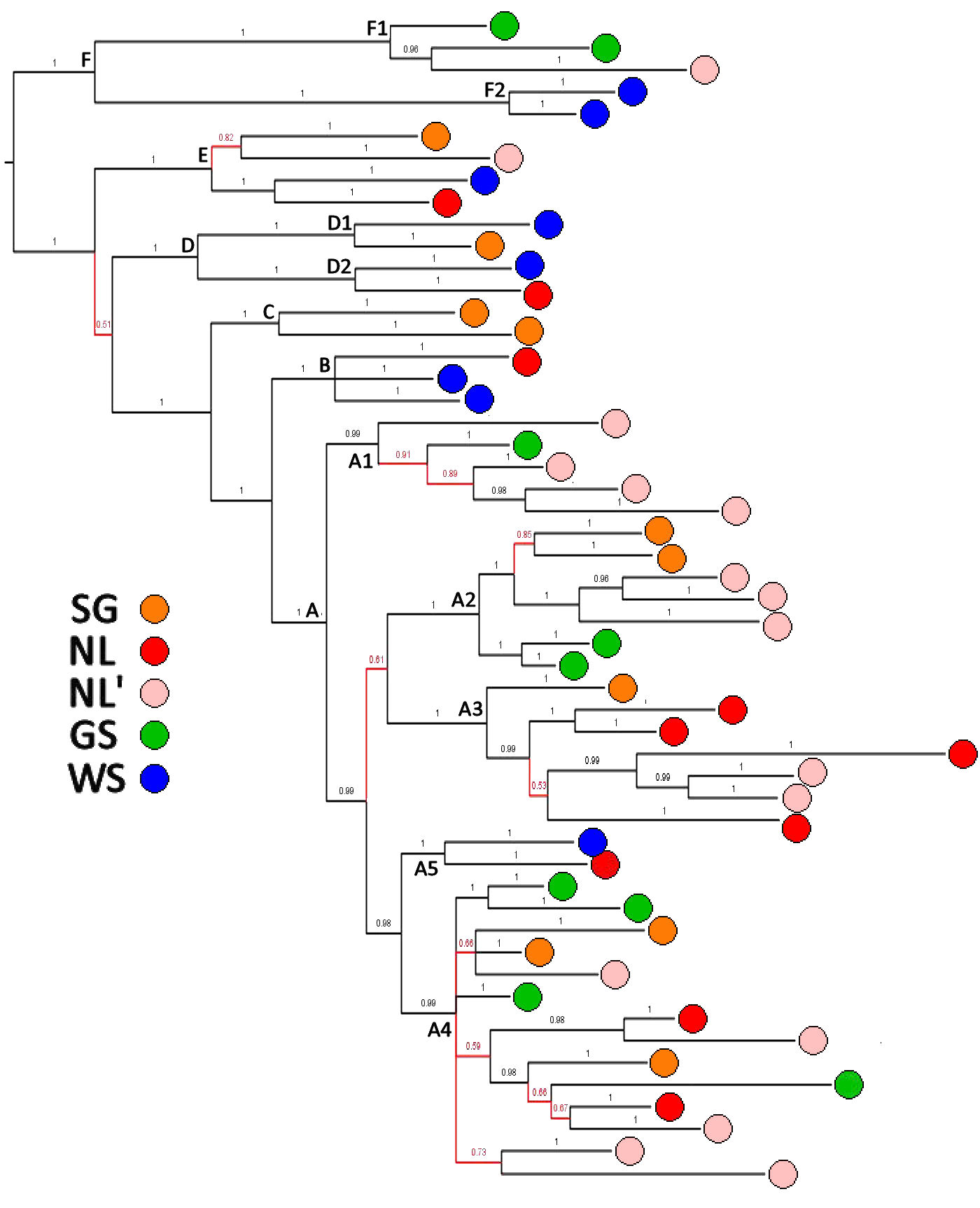 Pagophilus Bayesian tree