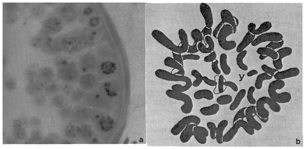 Painter karyotype