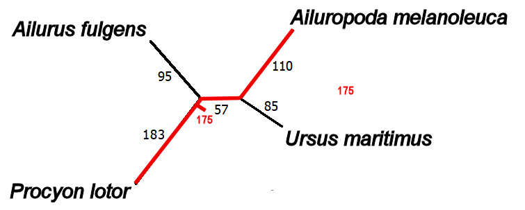 Panda
        midpoint rooting