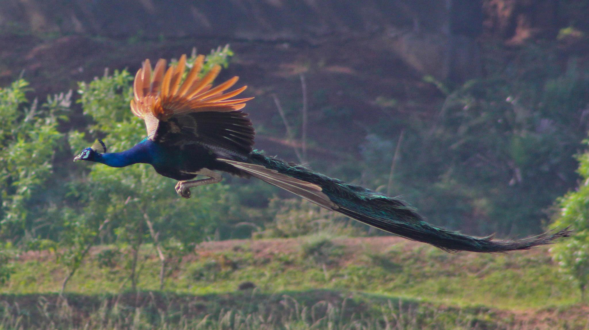 Peacock flying