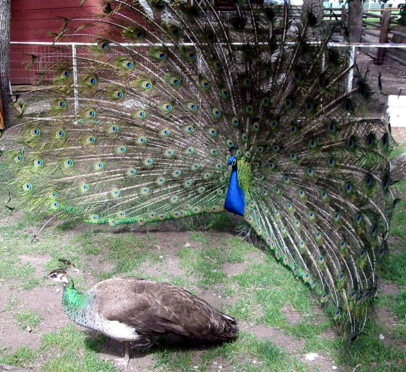 Peacock courting Peahen