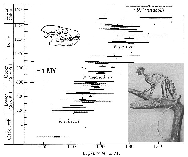 Primate Evolution Chart