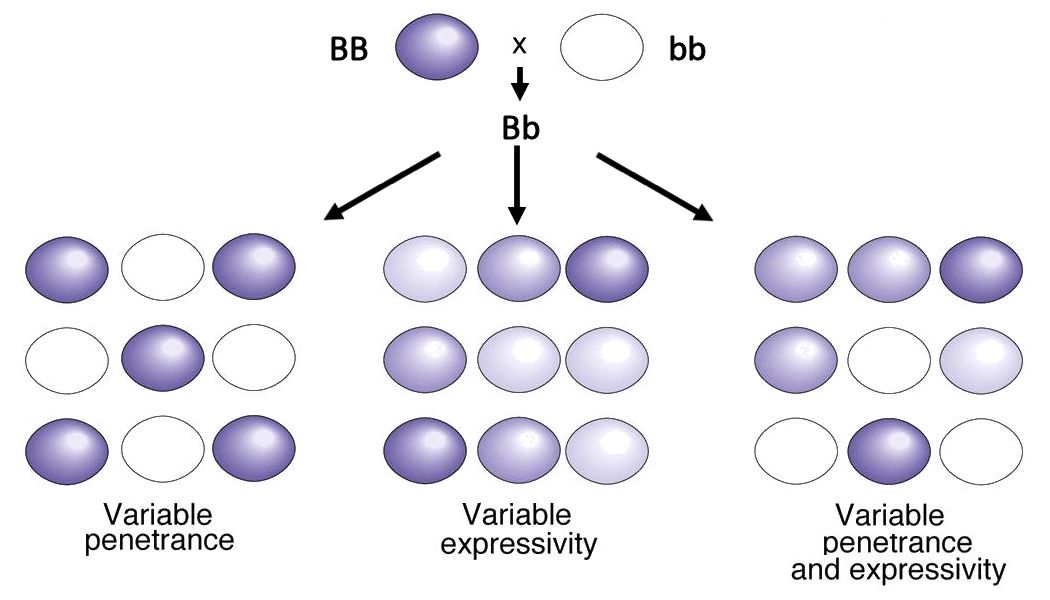 Penetrance vs
          Expressivity