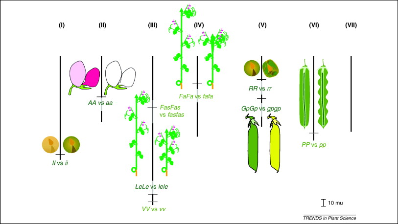 Pisum linkage map