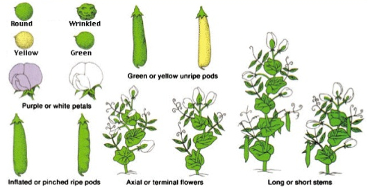 Pisum phenotypes