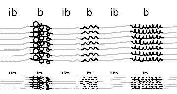 Polytene chromosomes