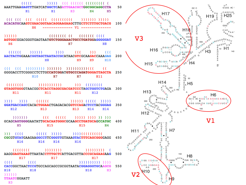 Primary
              & Secondary rRNA structure