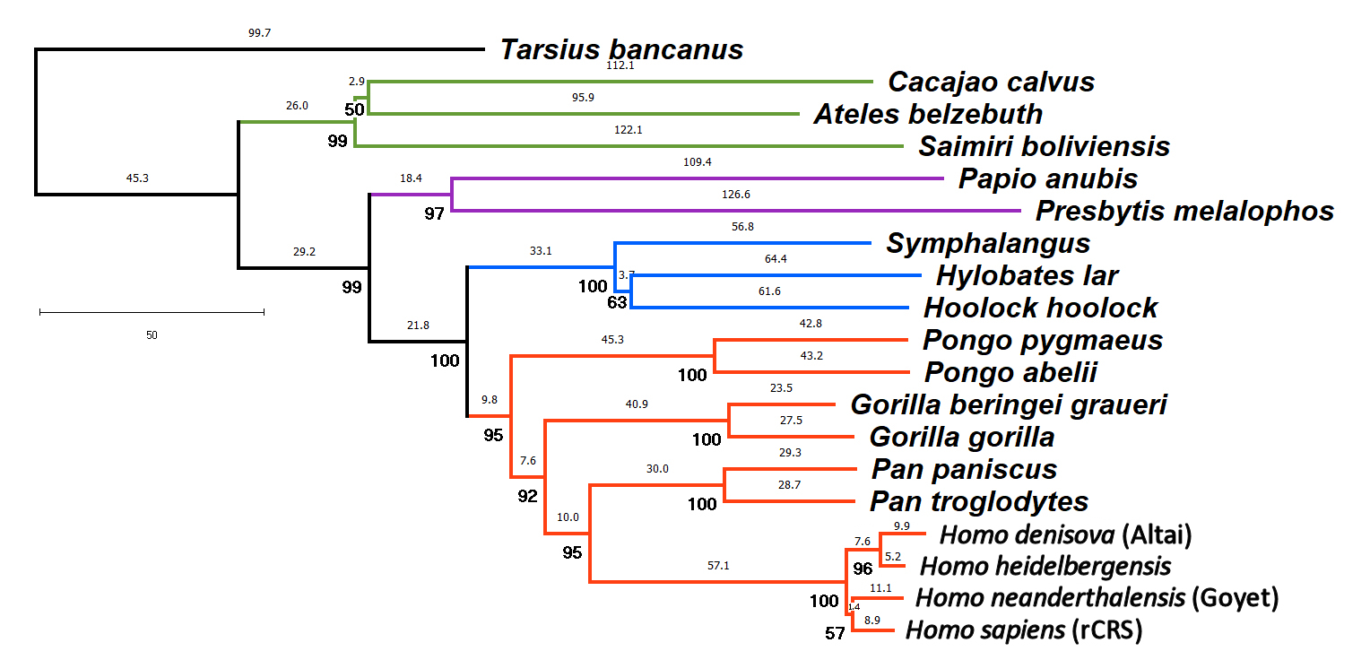 Primata
        molecular phylogeny