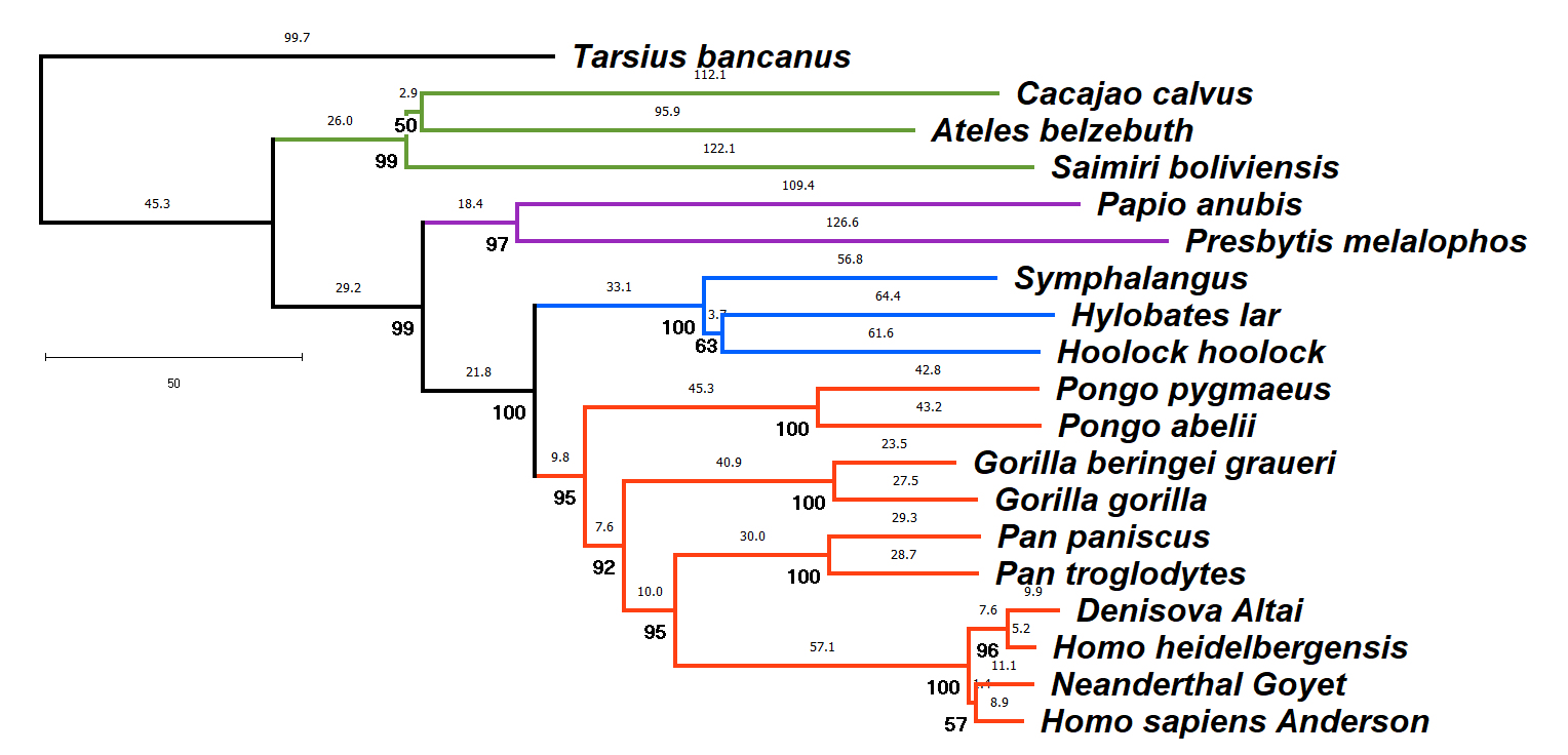 Simple Primate Phylogeny