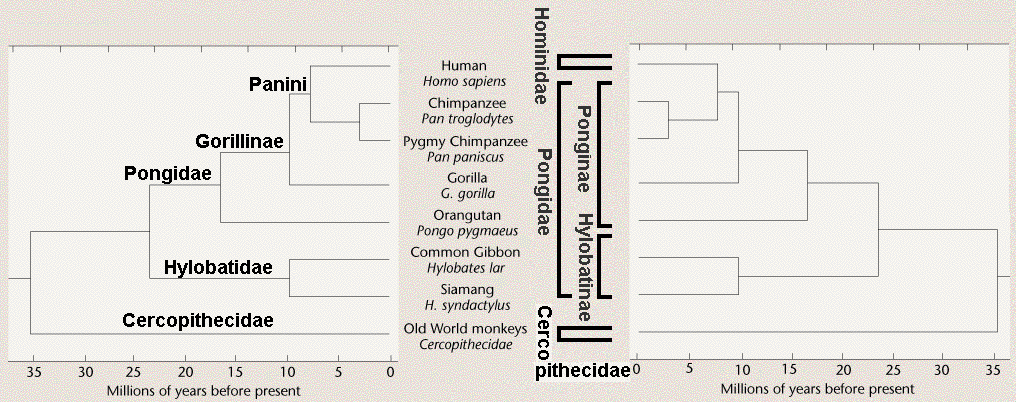 Traditional vs Cladistic classification of Anthropoid
        primates
